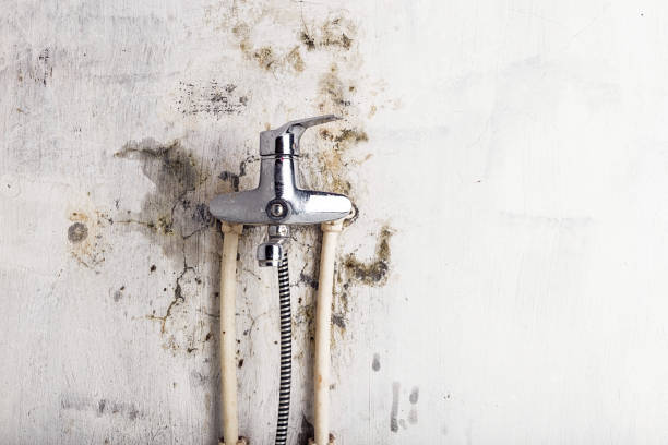 Best Residential Mold Remediation in Brentwood, CA