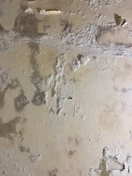 Best Mold Remediation for Specific Building Types in Brentwood, CA