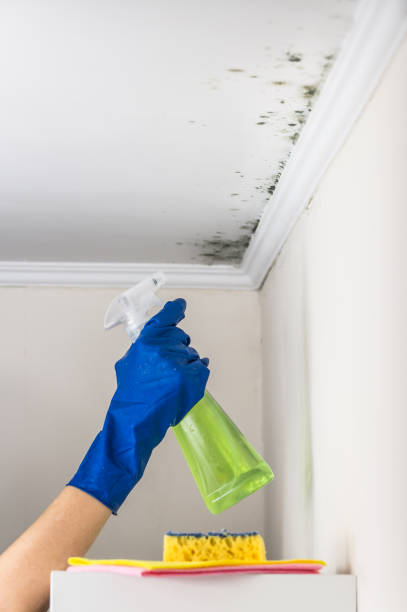 Best Black Mold Remediation in Brentwood, CA